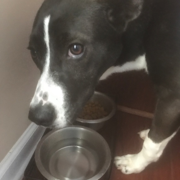 Meet your Posher, Gabby - Picture 1 of 1